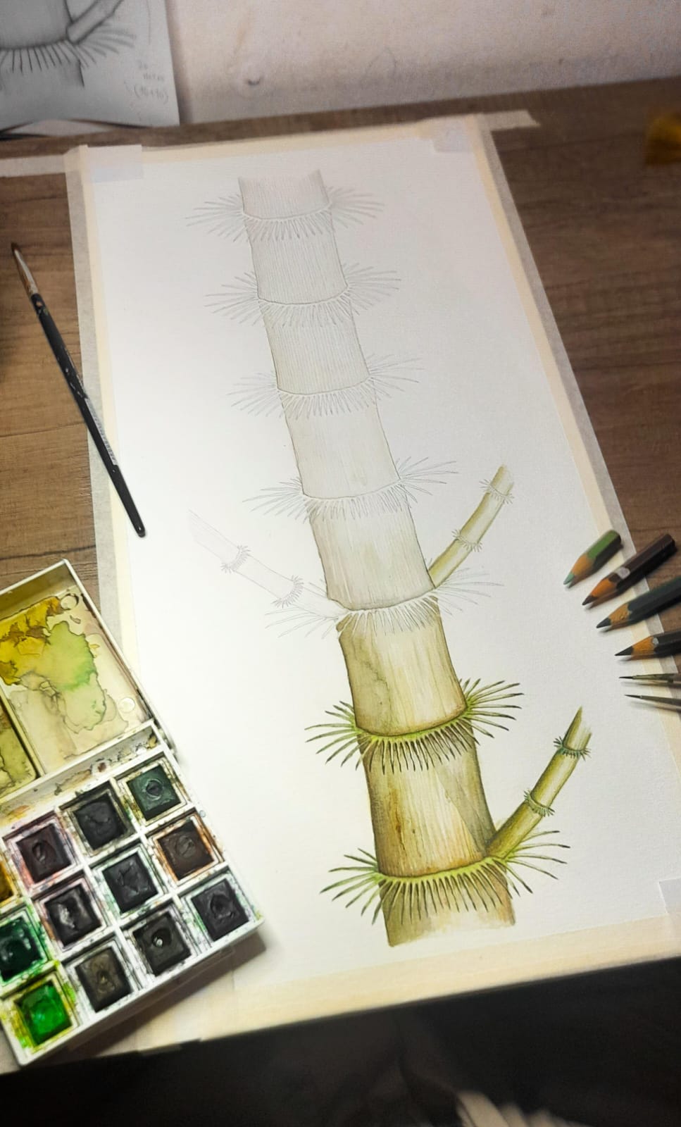 Ilustración botánica en proceso realizada por Emma Antonena